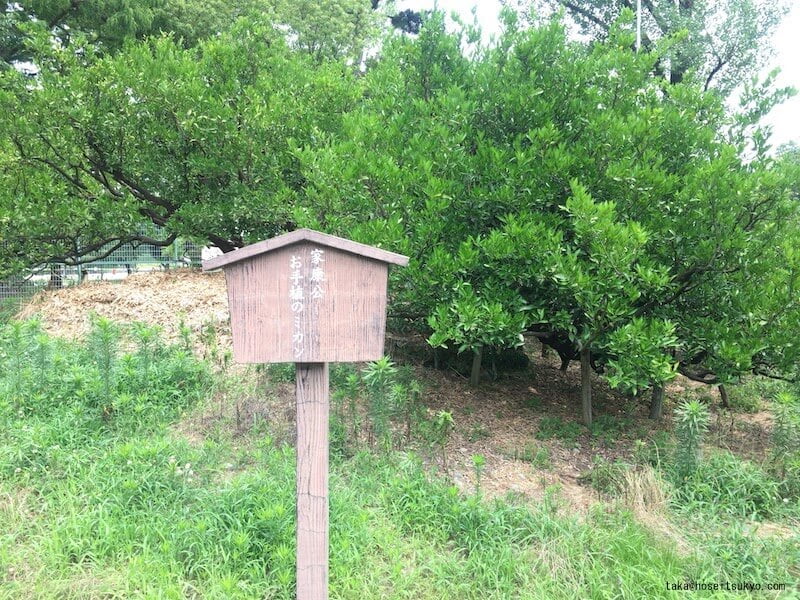 徳川家康公お手植えのミカン（駿府城公園駿府城本丸跡徳川家康像前）
