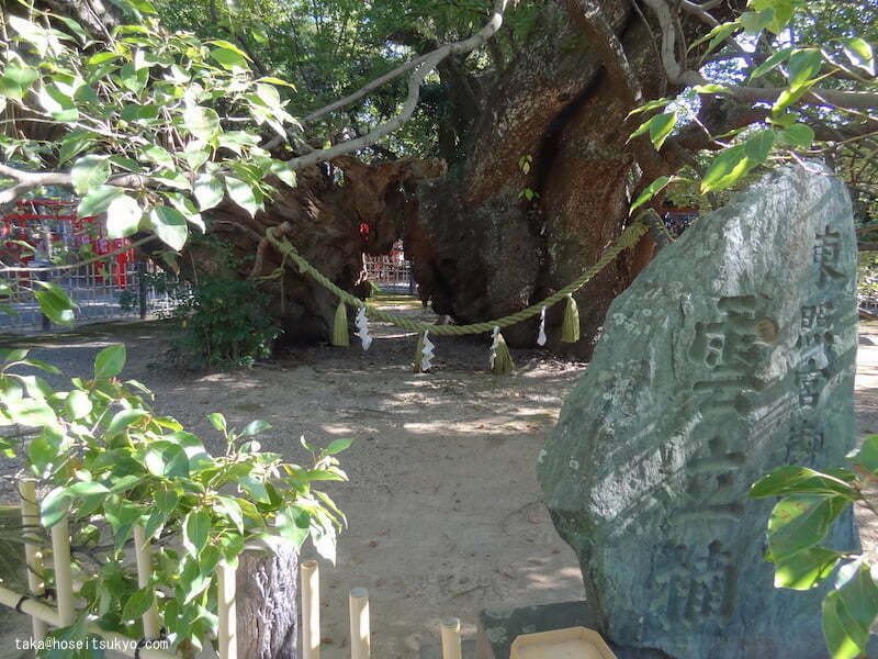 浜松八幡宮・雲立楠洞穴と記念碑
