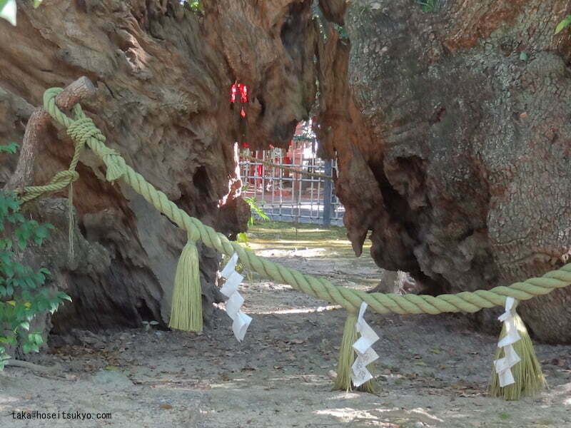 浜松八幡宮・雲立楠洞穴（表側）