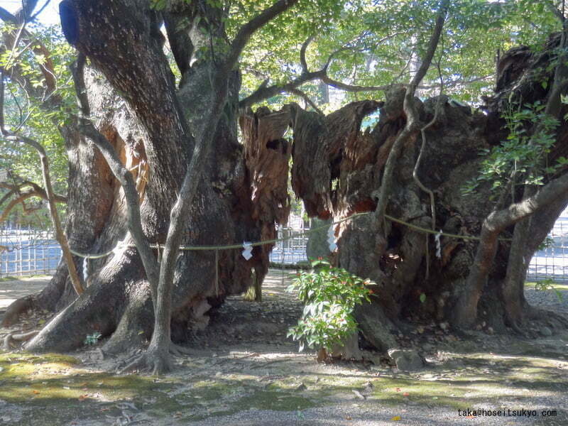 浜松八幡宮・雲立楠洞穴（裏側）