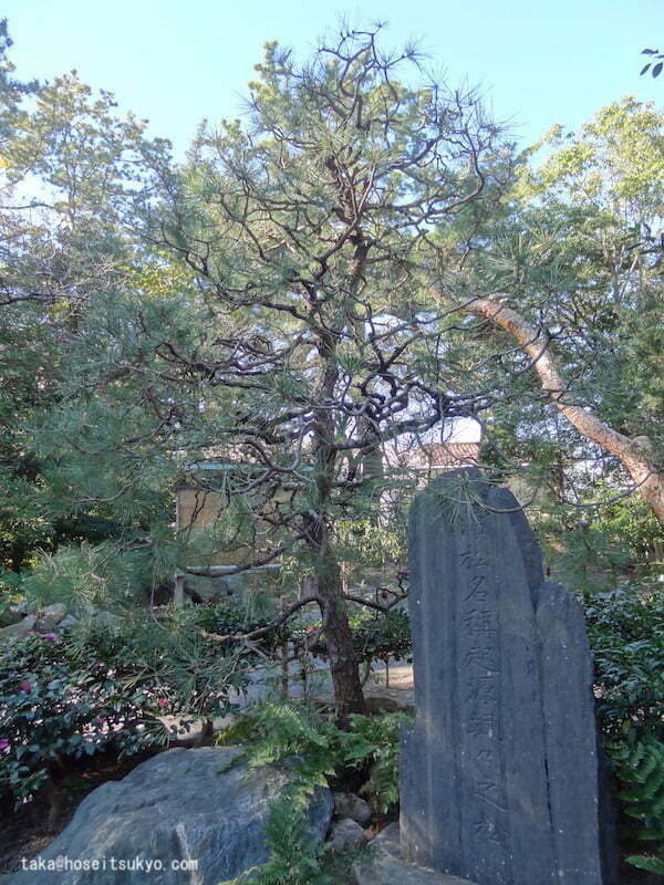 浜松八幡宮・颯々之松（ざざんざのまつ）