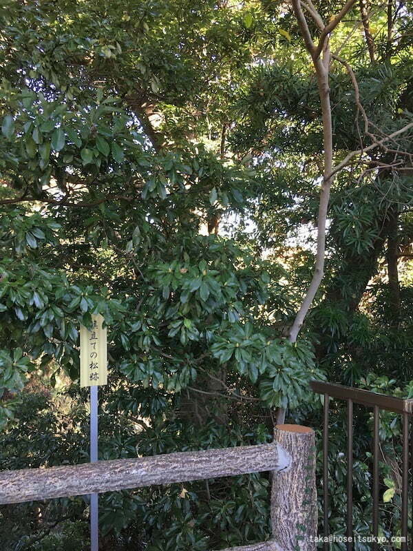 『本多肥後守忠真の碑』旗立ての松跡